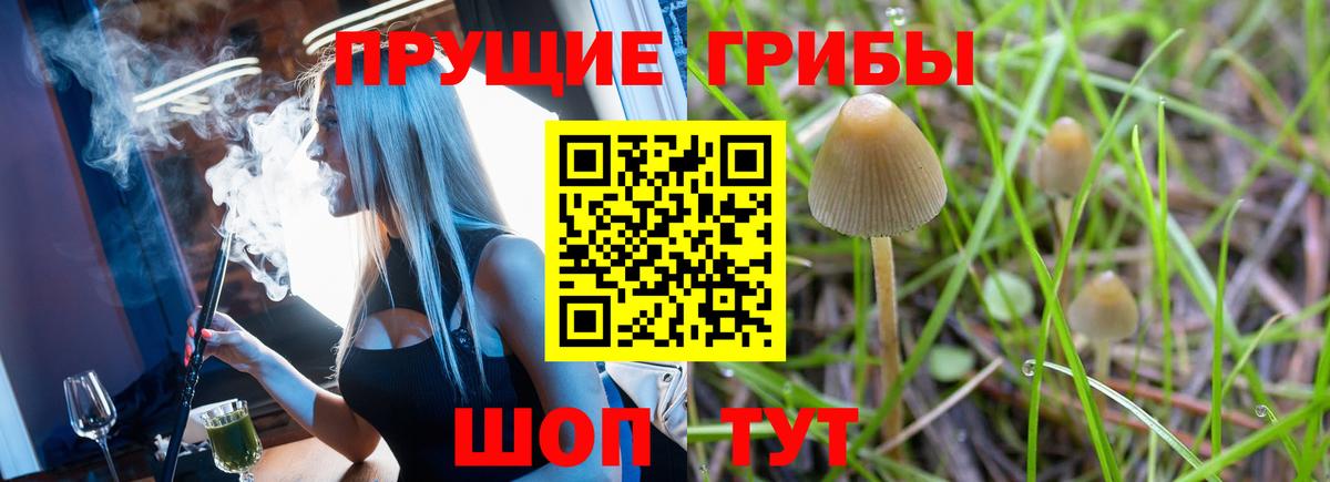 Галлюциногенные грибы Psilocybe Острогожск